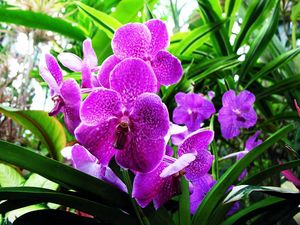 Preview wallpaper orchid, flower, purple, herbs, close-up