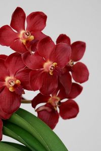 Preview wallpaper orchid, flower, red, blossom, leaf