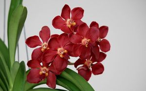 Preview wallpaper orchid, flower, red, blossom, leaf