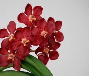 Preview wallpaper orchid, flower, red, blossom, leaf