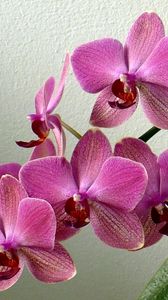 Preview wallpaper orchid, flower, stem, leaf, pot