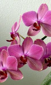Preview wallpaper orchid, flower, stem, leaf, pot