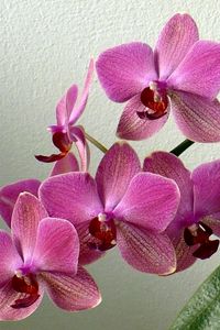 Preview wallpaper orchid, flower, stem, leaf, pot