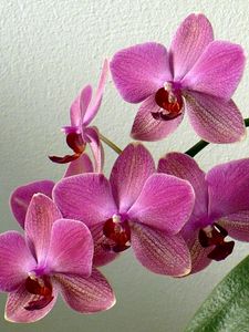 Preview wallpaper orchid, flower, stem, leaf, pot