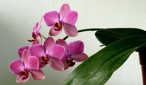 Preview wallpaper orchid, flower, stem, leaf, pot