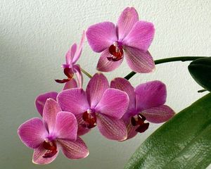 Preview wallpaper orchid, flower, stem, leaf, pot