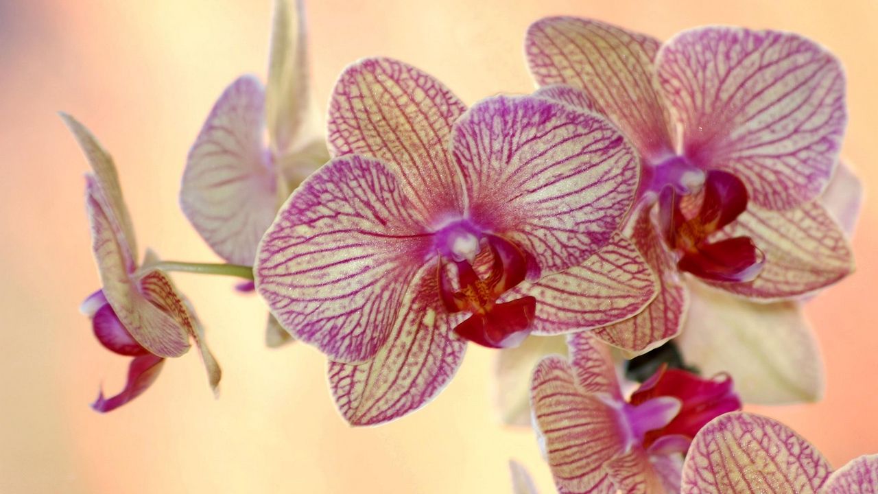 Wallpaper orchid, flower, striped, exotic