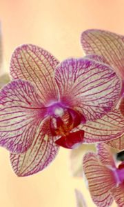 Preview wallpaper orchid, flower, striped, exotic