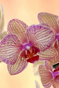 Preview wallpaper orchid, flower, striped, exotic