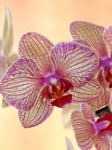 Preview wallpaper orchid, flower, striped, exotic