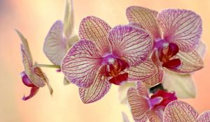 Preview wallpaper orchid, flower, striped, exotic