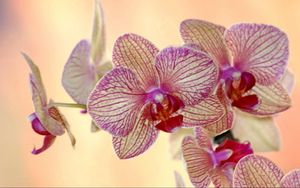 Preview wallpaper orchid, flower, striped, exotic