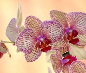 Preview wallpaper orchid, flower, striped, exotic