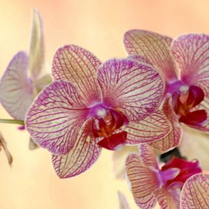 Preview wallpaper orchid, flower, striped, exotic