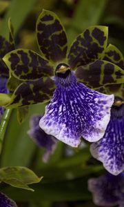 Preview wallpaper orchid, flower, thistle, close-up