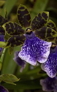 Preview wallpaper orchid, flower, thistle, close-up