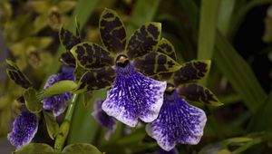 Preview wallpaper orchid, flower, thistle, close-up