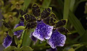 Preview wallpaper orchid, flower, thistle, close-up