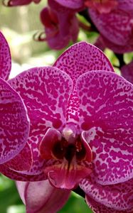 Preview wallpaper orchid, flower, thistle, close-up