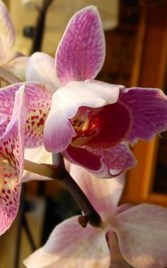 Preview wallpaper orchid, flower, twig, close-up