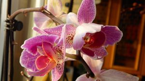 Preview wallpaper orchid, flower, twig, close-up