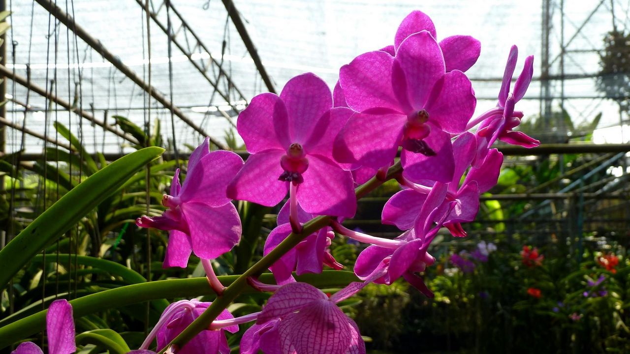 Wallpaper orchid, flower, twig, greenhouse