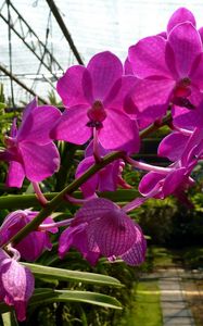 Preview wallpaper orchid, flower, twig, greenhouse