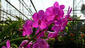 Preview wallpaper orchid, flower, twig, greenhouse