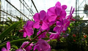 Preview wallpaper orchid, flower, twig, greenhouse