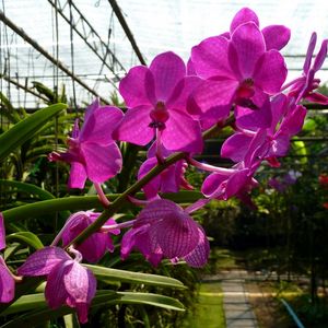 Preview wallpaper orchid, flower, twig, greenhouse