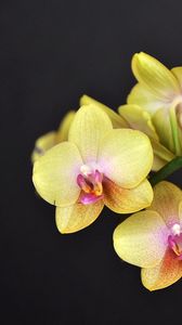 Preview wallpaper orchid, flower, twig, yellow, black background