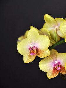 Preview wallpaper orchid, flower, twig, yellow, black background