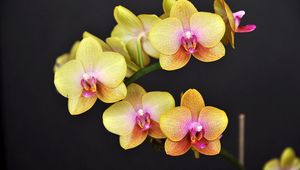 Preview wallpaper orchid, flower, twig, yellow, black background