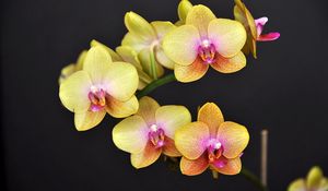 Preview wallpaper orchid, flower, twig, yellow, black background