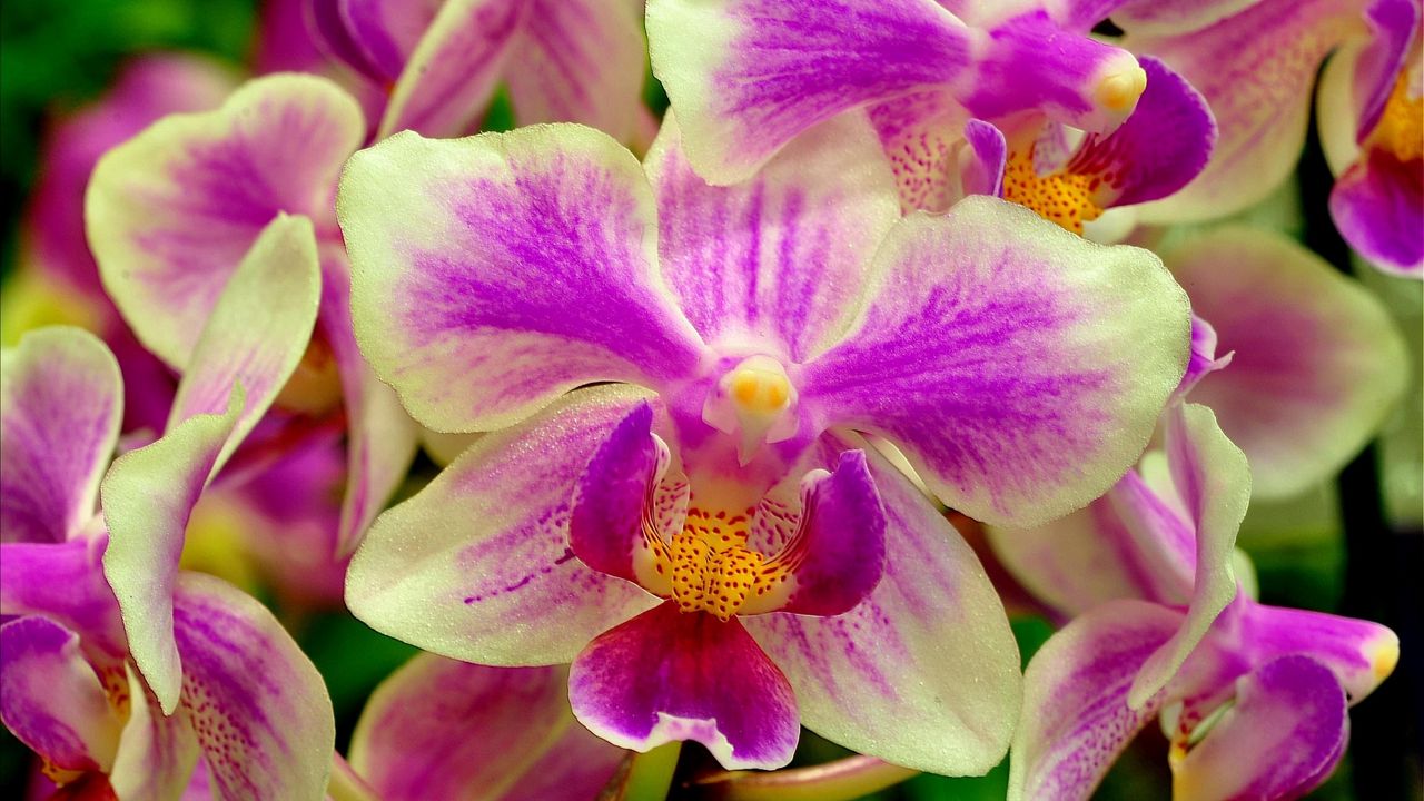 Wallpaper orchid, flower, two-color, close-up