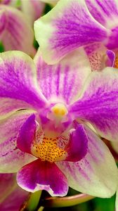 Preview wallpaper orchid, flower, two-color, close-up