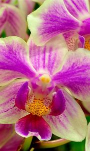 Preview wallpaper orchid, flower, two-color, close-up