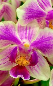 Preview wallpaper orchid, flower, two-color, close-up