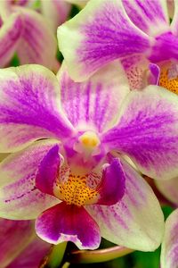 Preview wallpaper orchid, flower, two-color, close-up