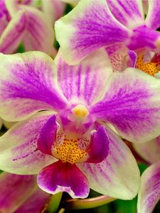 Preview wallpaper orchid, flower, two-color, close-up