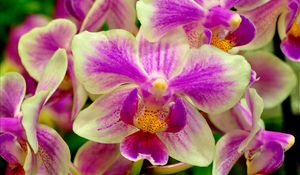 Preview wallpaper orchid, flower, two-color, close-up