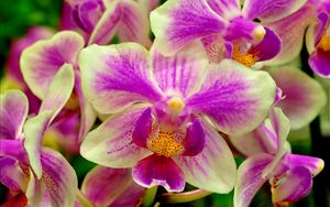 Preview wallpaper orchid, flower, two-color, close-up