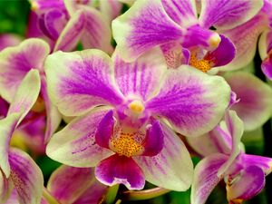 Preview wallpaper orchid, flower, two-color, close-up