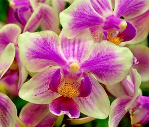 Preview wallpaper orchid, flower, two-color, close-up