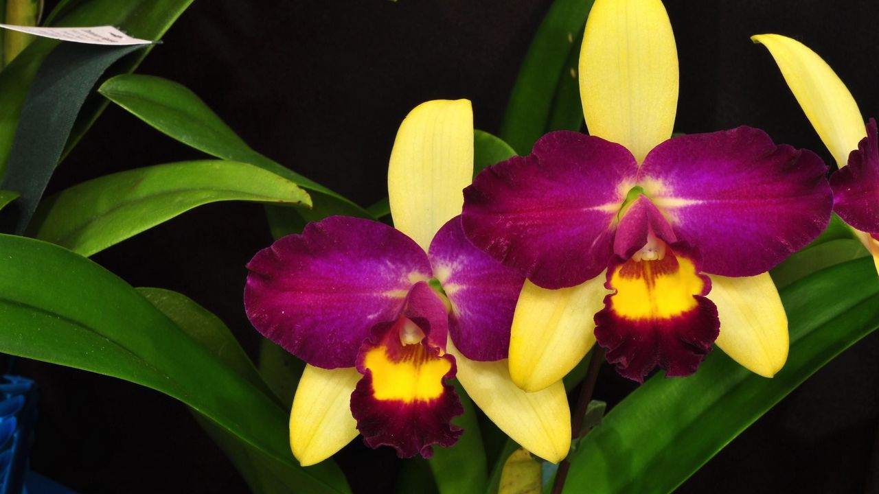 Wallpaper orchid, flower, violet, leaves, close-up