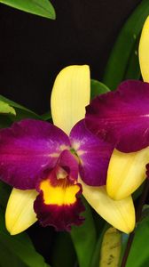 Preview wallpaper orchid, flower, violet, leaves, close-up