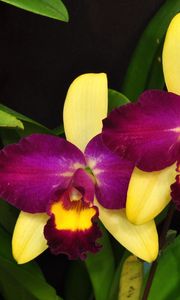 Preview wallpaper orchid, flower, violet, leaves, close-up