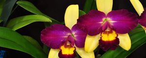 Preview wallpaper orchid, flower, violet, leaves, close-up