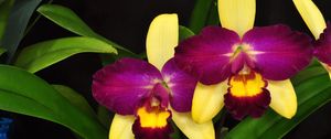 Preview wallpaper orchid, flower, violet, leaves, close-up