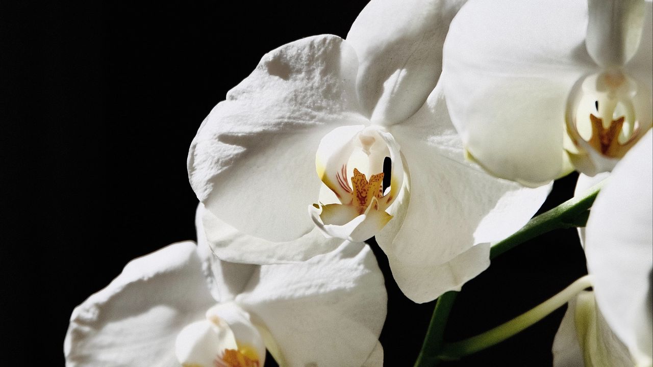 Wallpaper orchid, flower, white, plant, macro